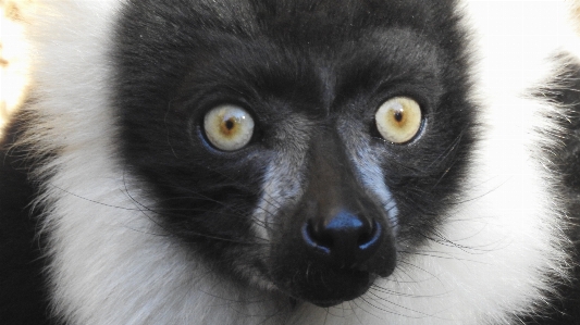 Lemur katta madagascar biopark valencia Photo