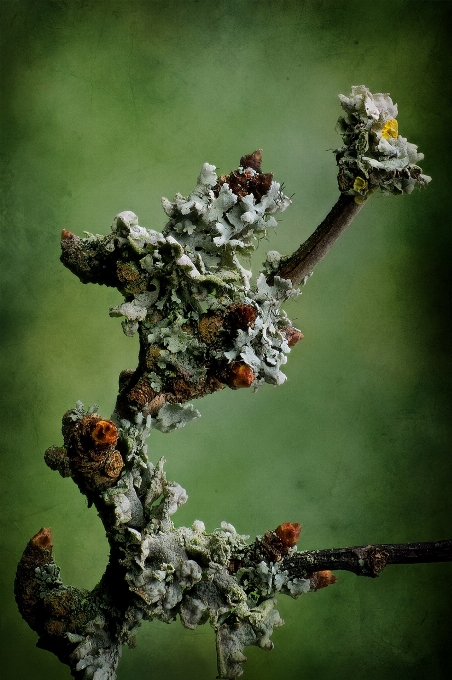 Natur makro baum zweig