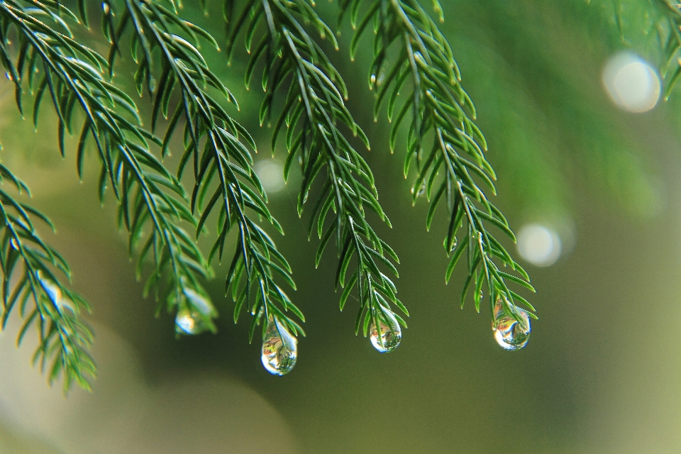 Sucursales ramas espinosas de pino
 naturaleza fotografía macro
