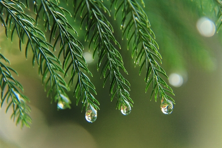 Branches prickly pine nature macro photography Photo