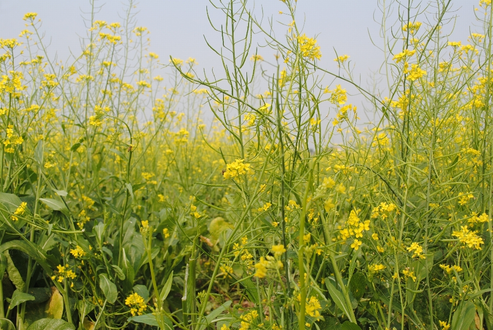 Colza
 fleur de colza usine moutarde
