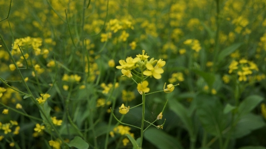 Foto Canola
 flor plantar planta de mostarda
