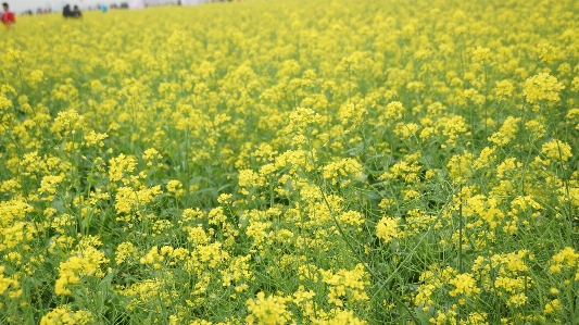 Foto Bunga rapeseed kanola
 tanaman sawi
