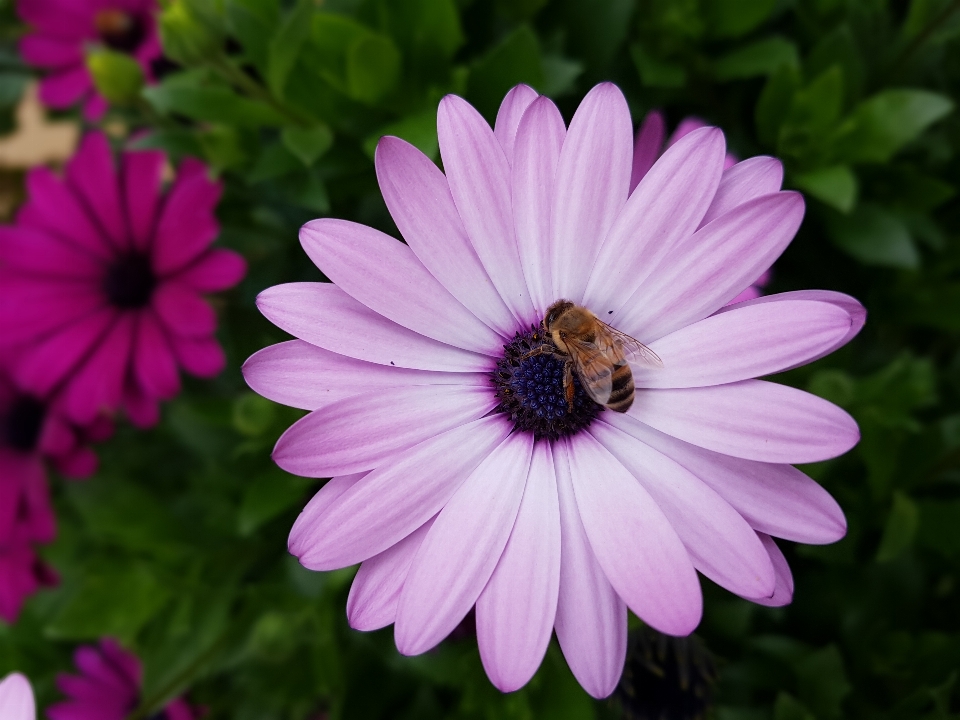 Les abeilles fleur flore violet