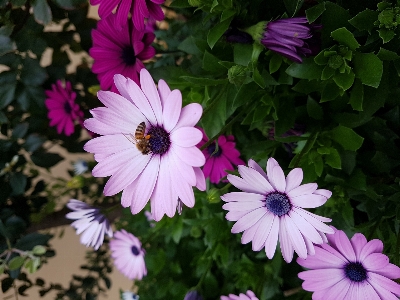 Bees flower flora purple Photo