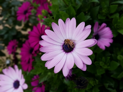 Foto Abejas flor flora planta