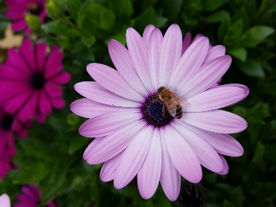 Foto Abejas flor flora púrpura