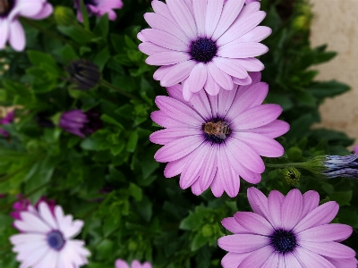 Blume blühende pflanze
 afrikanisches gänseblümchen
 blütenblatt Foto