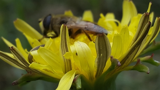 Flower flora yellow honey bee Photo