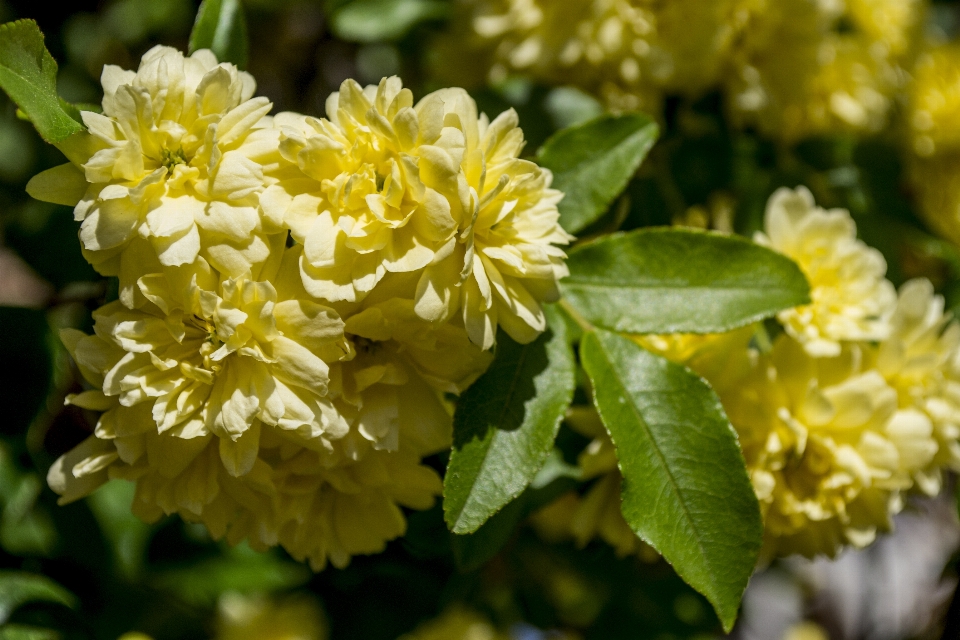 Blumen pflanzen anlage lady banks erhob sich
