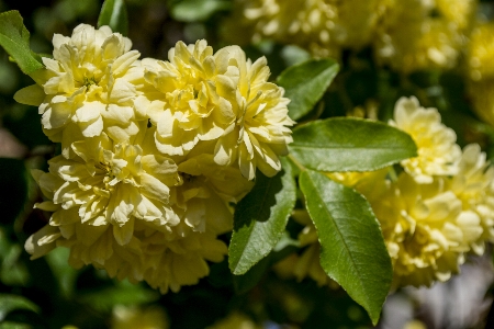 Flowers plants plant lady banks rose Photo