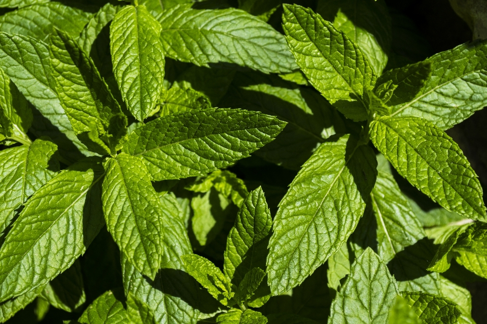 植物 薄荷
 花园 叶子