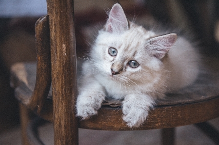 Foto Kucing peliharaan putih anak