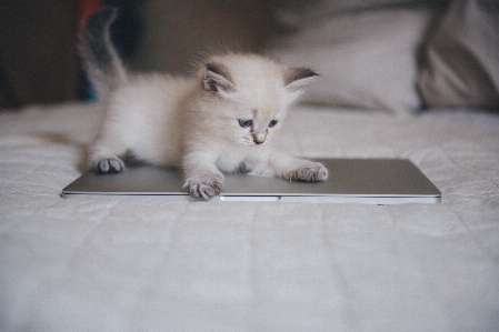 Foto Dunia hewan
 kucing wajah kucing
 domestik
