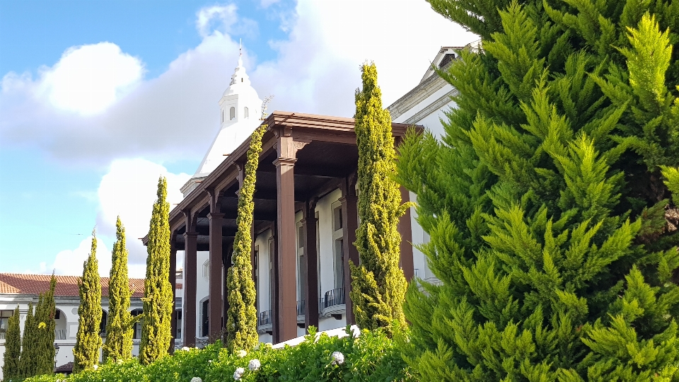 Pinos arquitectura guatemala árbol