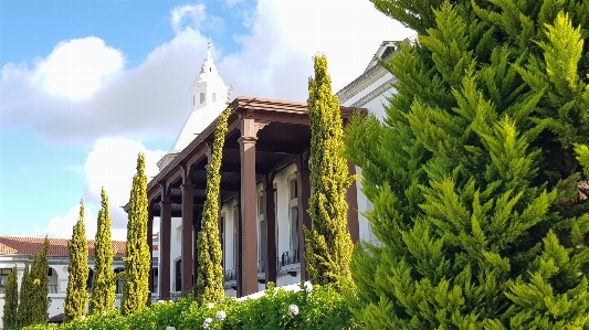 松树 建筑学 危地马拉 树 照片