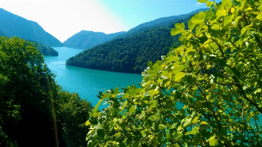 Georgia nature vegetation reserve Photo