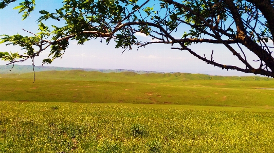 Foto Georgia prateria
 ecosistema
 vegetazione