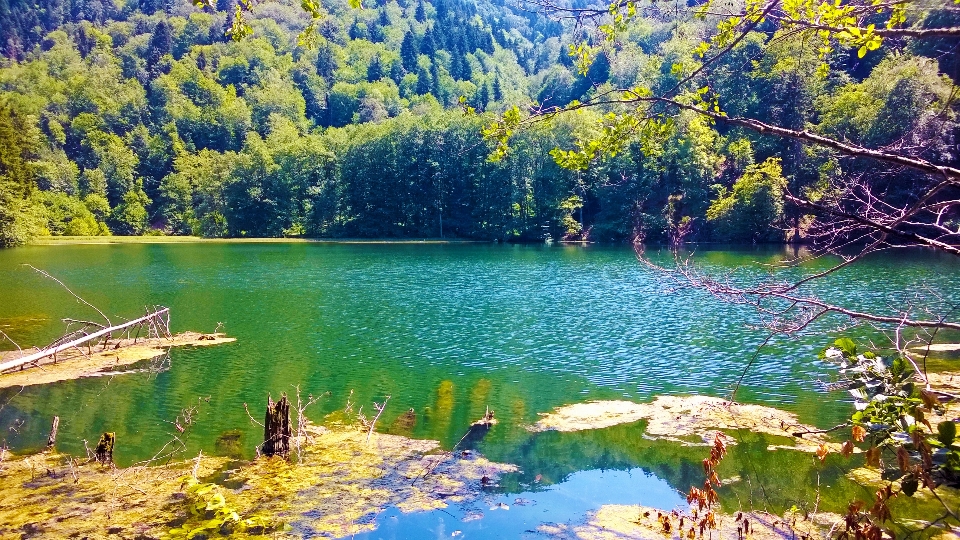 Georgia water nature reflection