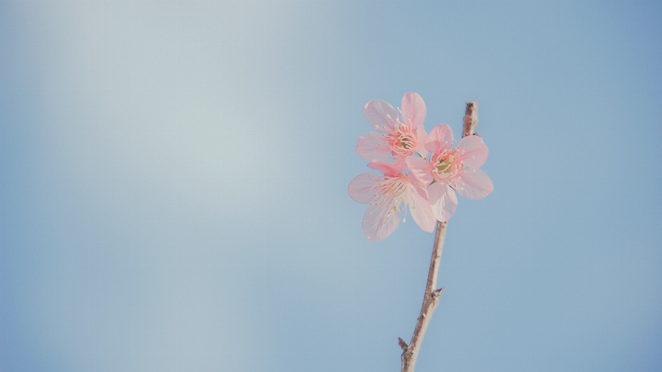 Flowers portrait beautiful landscape