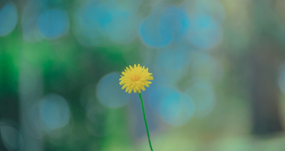 Flowers portrait beautiful landscape