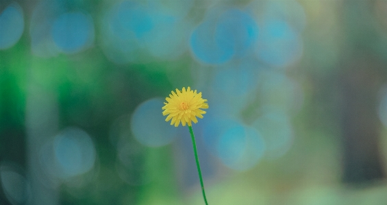 Flowers portrait beautiful landscape Photo