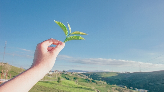 Landscape natural leaf sky Photo