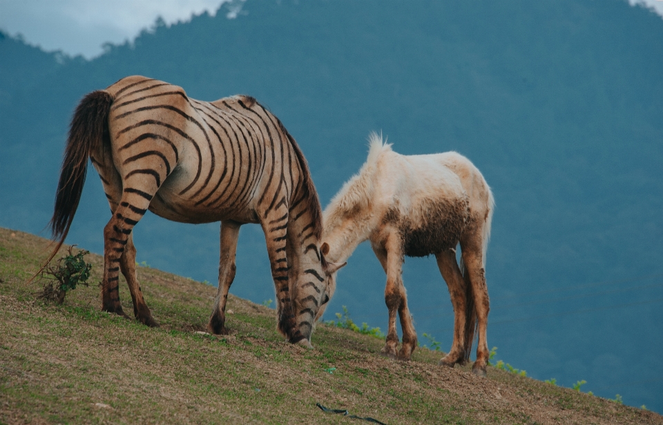 Landschaft natürlich tierwelt fauna