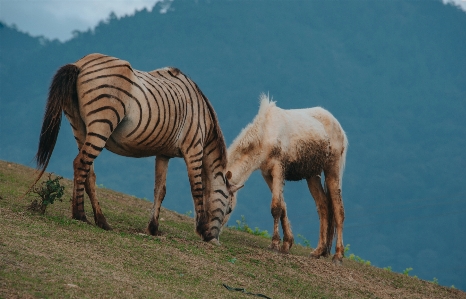 景观 自然的 野生动物 fauna 照片