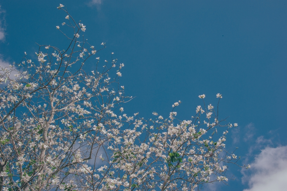 Flowers beautiful landscape pastel