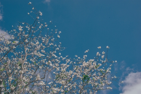 Flowers beautiful landscape pastel Photo