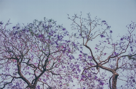 Beautiful natural tree branch Photo