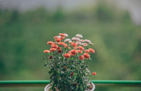 Flowers beautiful landscape pastel Photo