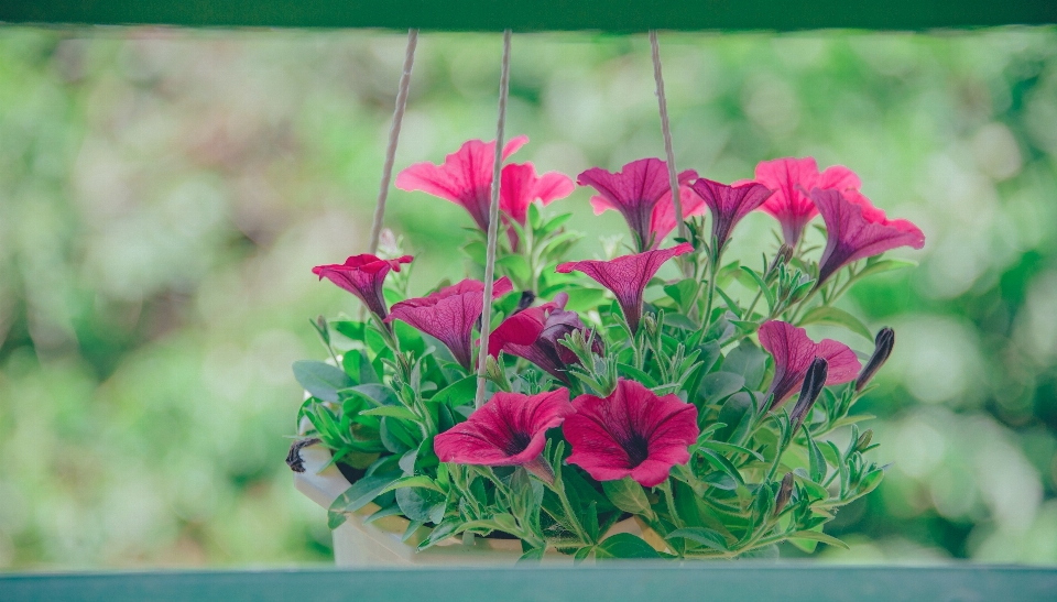 Flowers beautiful landscape pastel