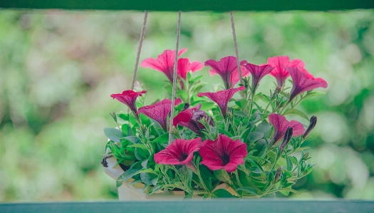 Flowers beautiful landscape pastel Photo