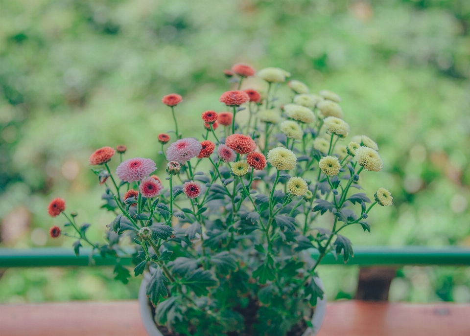 Flowers beautiful landscape pastel