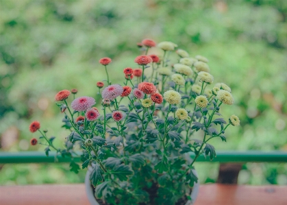 Flowers beautiful landscape pastel Photo