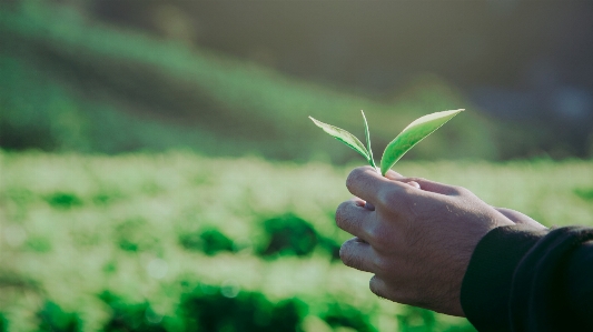 Zdjęcie Krajobraz naturalny zielony liść