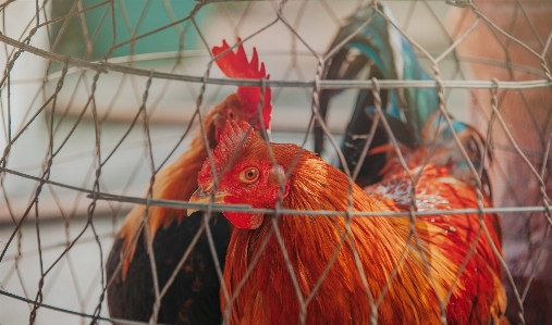 Foto Hewan alami ayam merah