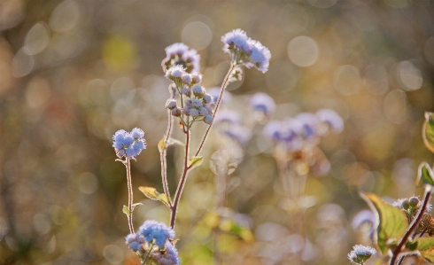 Flower landscape natural blue Photo