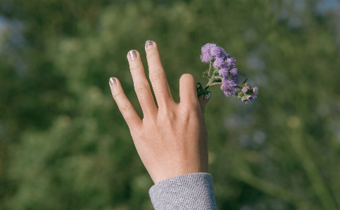 Foto Bunga lanskap alami lavender