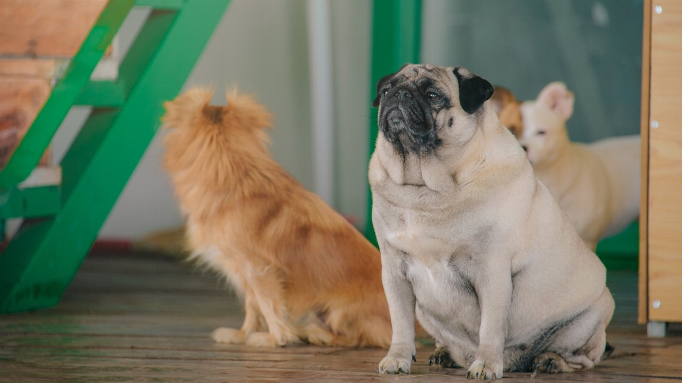 Kedi köpek boksör memeli gibi köpek
