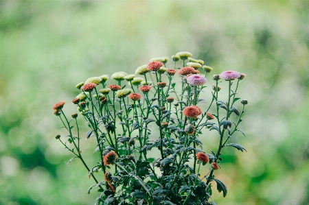 Flower fresh natural sun Photo