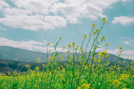 Blume natürlich sonne sonnenschein Foto