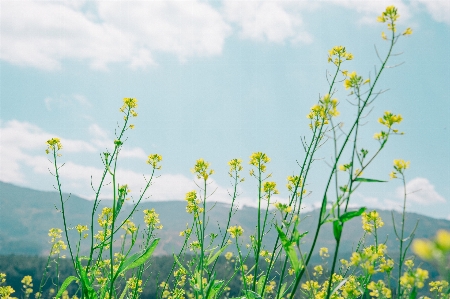 Flower fresh natural sun Photo