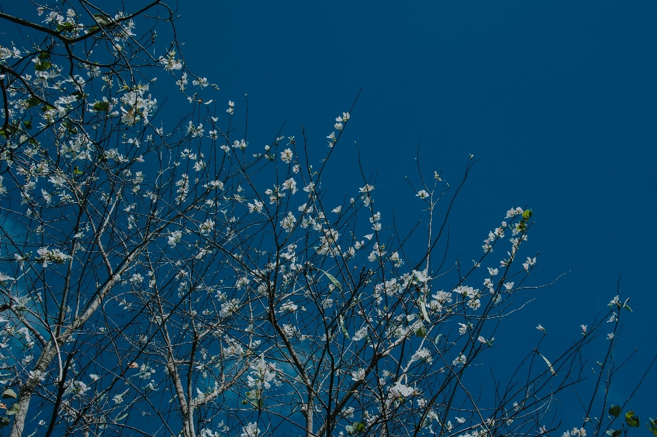 Flor paisaje natural cielo