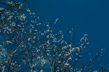 Blume landschaft natürlich himmel Foto