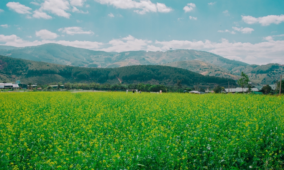 Landscape natural green grassland