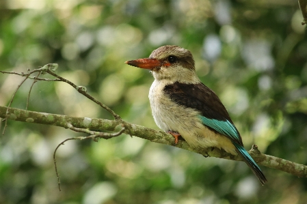 Eisvogel
 vogel fauna Ökosystem
 Foto