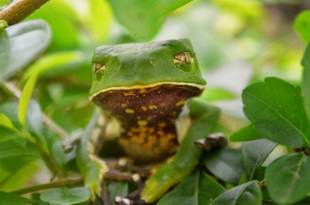 Animal biology calm eye Photo